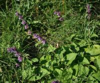 Sauge verticill&eacute;e