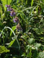 Sauge verticill&eacute;e