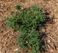 Podocarpe montagnard