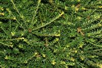 Podocarpe montagnard