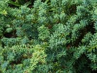 Podocarpe montagnard