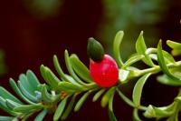 Podocarpe montagnard