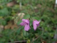Menthe australienne &agrave; feuilles rondes