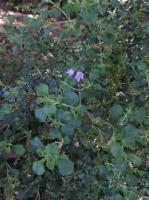 Menthe australienne &agrave; feuilles rondes