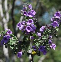 Menthe australienne &agrave; feuilles rondes
