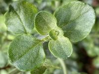 Menthe australienne &agrave; feuilles rondes