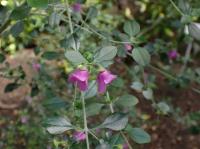 Menthe australienne &agrave; feuilles rondes