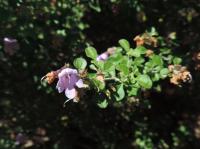 Menthe australienne &agrave; feuilles rondes