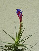 Tillandsia aeranthos