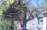 Tillandsia aeranthos