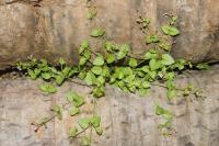 Tor&eacute;nie crustacea