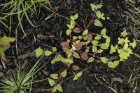 Tor&eacute;nie crustacea