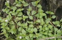 Tor&eacute;nie crustacea