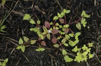 Tor&eacute;nie crustacea