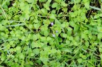 Tor&eacute;nie crustacea