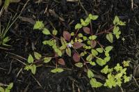 Tor&eacute;nie crustacea