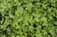 Tor&eacute;nie crustacea