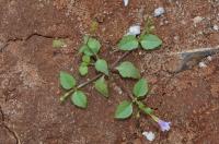 Tor&eacute;nie crustacea