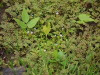 Tor&eacute;nie crustacea