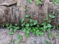 Tor&eacute;nie crustacea