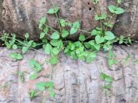 Tor&eacute;nie crustacea