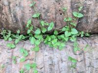 Tor&eacute;nie crustacea