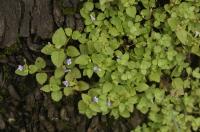 Tor&eacute;nie crustacea