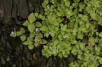 Tor&eacute;nie crustacea