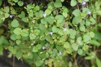 Tor&eacute;nie crustacea