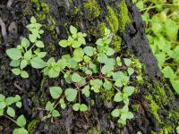 Tor&eacute;nie crustacea