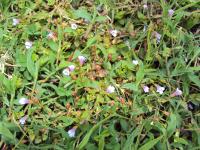 Tor&eacute;nie crustacea