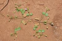 Tor&eacute;nie crustacea