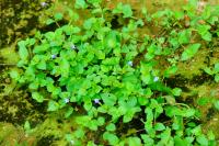 Tor&eacute;nie crustacea