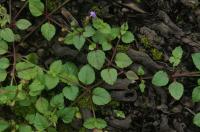 Tor&eacute;nie crustacea