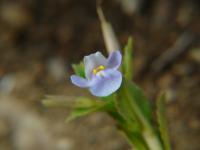 Tor&eacute;nie crustacea