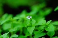 Tor&eacute;nie crustacea