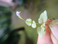 Tor&eacute;nie crustacea