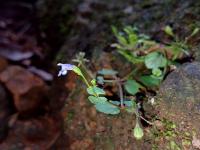 Tor&eacute;nie crustacea