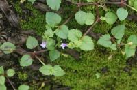 Tor&eacute;nie crustacea