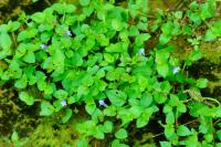 Tor&eacute;nie crustacea