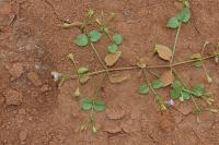 Tor&eacute;nie crustacea