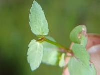 Tor&eacute;nie crustacea