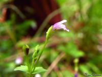 Tor&eacute;nie crustacea