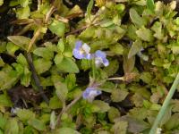 Tor&eacute;nie crustacea