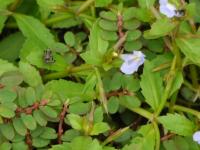 Tor&eacute;nie crustacea