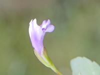 Tor&eacute;nie crustacea