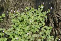 Tor&eacute;nie crustacea