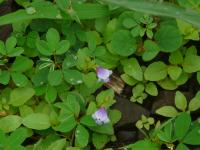 Tor&eacute;nie crustacea