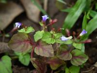 Tor&eacute;nie crustacea