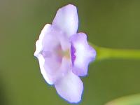 Tor&eacute;nie crustacea